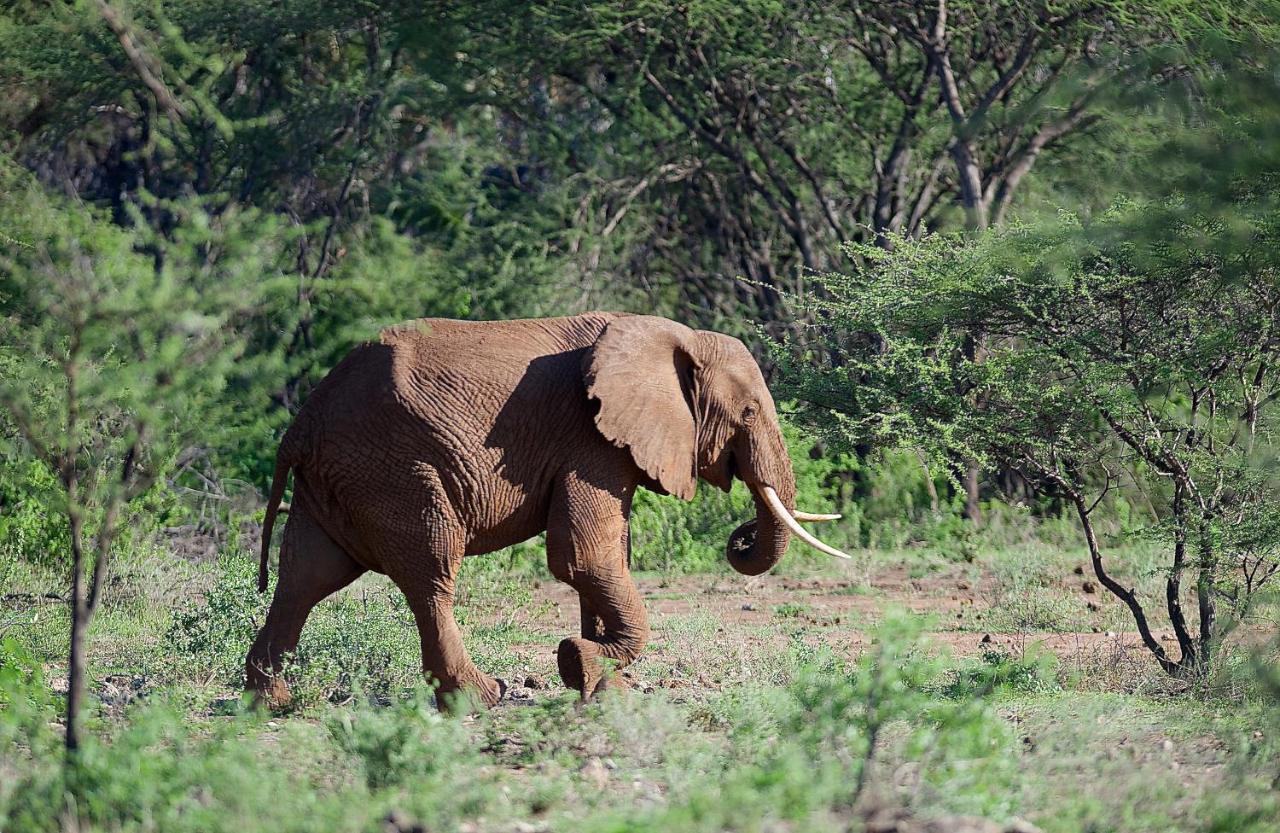 Severin Safari Camp Tsavo West National Park Eksteriør bilde